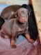 Doberman Pinscher Puppies for sale in St Clair, MI 48079, USA. price: $5,000