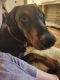 Doberman Pinscher Puppies for sale in 100 Lakeshore Dr, Lexington, KY 40502, USA. price: $1,500