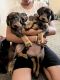 Doberman Pinscher Puppies for sale in El Mirage, AZ, USA. price: NA