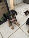 Doberman Pinscher Puppies for sale in Spring Hill, FL, USA. price: $1,100