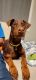 Doberman Pinscher Puppies for sale in Waukegan, IL, USA. price: $700