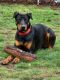 Doberman Pinscher Puppies for sale in East Hartford, CT, USA. price: $500