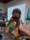 Doberman Pinscher Puppies for sale in Clayton, WA 99110, USA. price: NA