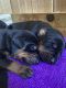 Doberman Pinscher Puppies for sale in Lafayette, LA, USA. price: $1,500