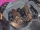 Doberman Pinscher Puppies for sale in Queen Creek, AZ, USA. price: $1,000