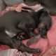 Doberman Pinscher Puppies for sale in Augusta Dr, Perris, CA 92571, USA. price: NA