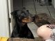 Doberman Pinscher Puppies for sale in Tyler City Square, Tyler, TX 75702, USA. price: NA