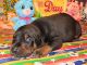 Doberman Pinscher Puppies for sale in London, KY, USA. price: $1,500