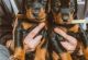 Doberman Pinscher Puppies for sale in Miami, FL, USA. price: $700