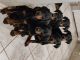 Doberman Pinscher Puppies for sale in Memphis, TN, USA. price: $500