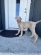 Doberman Pinscher Puppies for sale in Riverside, CA, USA. price: $2,200
