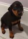 Doberman Pinscher Puppies for sale in Hixson, Chattanooga, TN, USA. price: $700