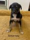 Doberman Pinscher Puppies for sale in Canal Winchester, OH, USA. price: NA