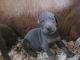 Doberman Pinscher Puppies for sale in 23691 Rosin Ridge Rd, Red Level, AL 36474, USA. price: $1,000