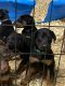 Doberman Pinscher Puppies for sale in Bassfield, MS 39421, USA. price: NA