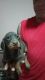 Doberman Pinscher Puppies for sale in Owensburg, IN, USA. price: NA