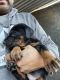 Doberman Pinscher Puppies for sale in Riverside, CA, USA. price: $2,500