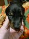 Doberman Pinscher Puppies for sale in Dardanelle, AR 72834, USA. price: $800