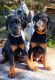 Doberman Pinscher Puppies for sale in Myakka City, FL 34251, USA. price: $1,200