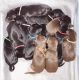 Doberman Pinscher Puppies for sale in Corning, NY 14830, USA. price: $200,000
