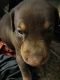 Doberman Pinscher Puppies for sale in Dardanelle, AR 72834, USA. price: $800