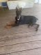 Doberman Pinscher Puppies for sale in Corinth, MS 38834, USA. price: $900