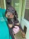 Doberman Pinscher Puppies for sale in Owensburg, IN, USA. price: $1,000