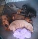 Doberman Pinscher Puppies for sale in Reddick, FL 32686, USA. price: NA