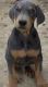 Doberman Pinscher Puppies for sale in Chino Hills, CA, USA. price: NA