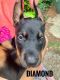 Doberman Pinscher Puppies for sale in Columbus, OH, USA. price: $4,000