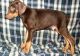 Doberman Pinscher Puppies for sale in Montgomery, AL 36123, USA. price: $550