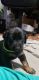 Doberman Pinscher Puppies for sale in 925 S Adams St, Glendale, CA 91205, USA. price: NA