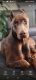 Doberman Pinscher Puppies for sale in Santa Ana, CA, USA. price: $1,000