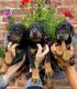 Doberman Pinscher Puppies for sale in Cornelia St, New York, NY 10014, USA. price: NA