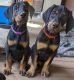 Doberman Pinscher Puppies for sale in Nevada City, CA 95959, USA. price: $650