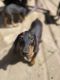 Doberman Pinscher Puppies for sale in Santa Maria, CA, USA. price: $300