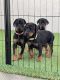 Doberman Pinscher Puppies for sale in Las Vegas, NV, USA. price: NA