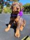 Doberman Pinscher Puppies for sale in Phoenix, AZ 85001, USA. price: $600