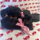 Doberman Pinscher Puppies for sale in Anaheim, CA 92804, USA. price: $650