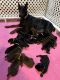 Doberman Pinscher Puppies for sale in Webster, MN 55088, USA. price: NA