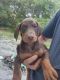 Doberman Pinscher Puppies for sale in Chiefland, FL 32626, USA. price: $900