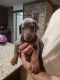Doberman Pinscher Puppies for sale in Chiefland, FL 32626, USA. price: NA