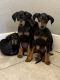 Doberman Pinscher Puppies for sale in Houston, TX, USA. price: $350