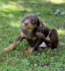 Doberman Pinscher Puppies for sale in Joplin, MO, USA. price: NA