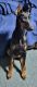 Doberman Pinscher Puppies for sale in Joshua, TX, USA. price: $500