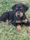 Doberman Pinscher Puppies for sale in Florence, KY, USA. price: $800