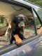 Doberman Pinscher Puppies for sale in Olney, MD, USA. price: $1,350