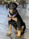 Doberman Pinscher Puppies for sale in Inglewood, CA, USA. price: $500
