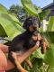 Doberman Pinscher Puppies for sale in Rock Hill, SC, USA. price: $3,500