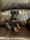 Doberman Pinscher Puppies for sale in Paradise, TX 76073, USA. price: NA